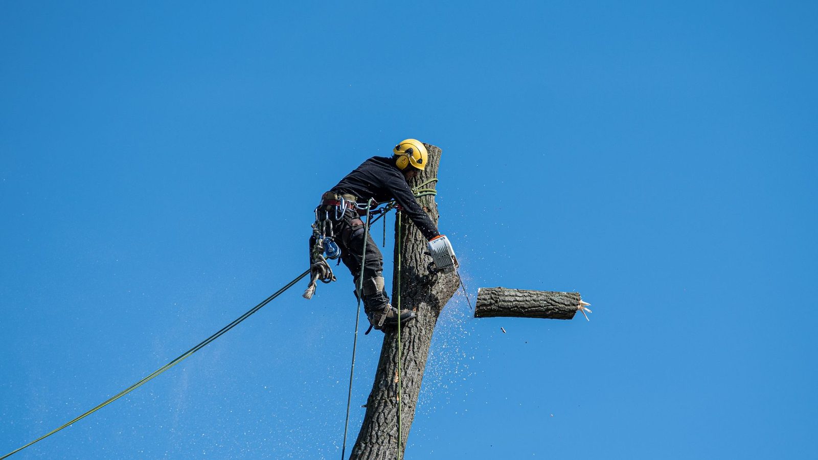 A climber roped into the top of a stripped trunk, cutting a limb against a clear sky