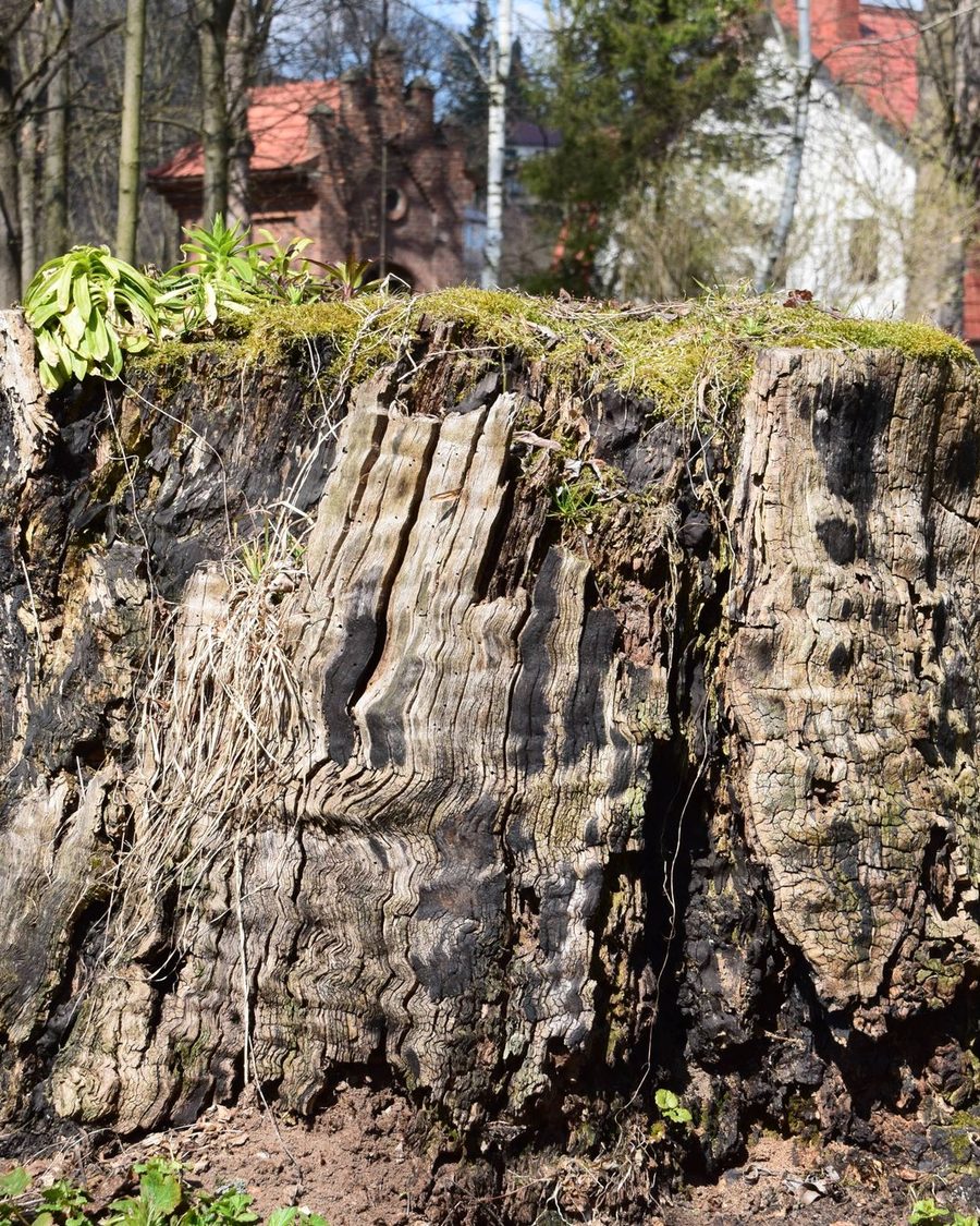 A large weathered stump standing in a lawn